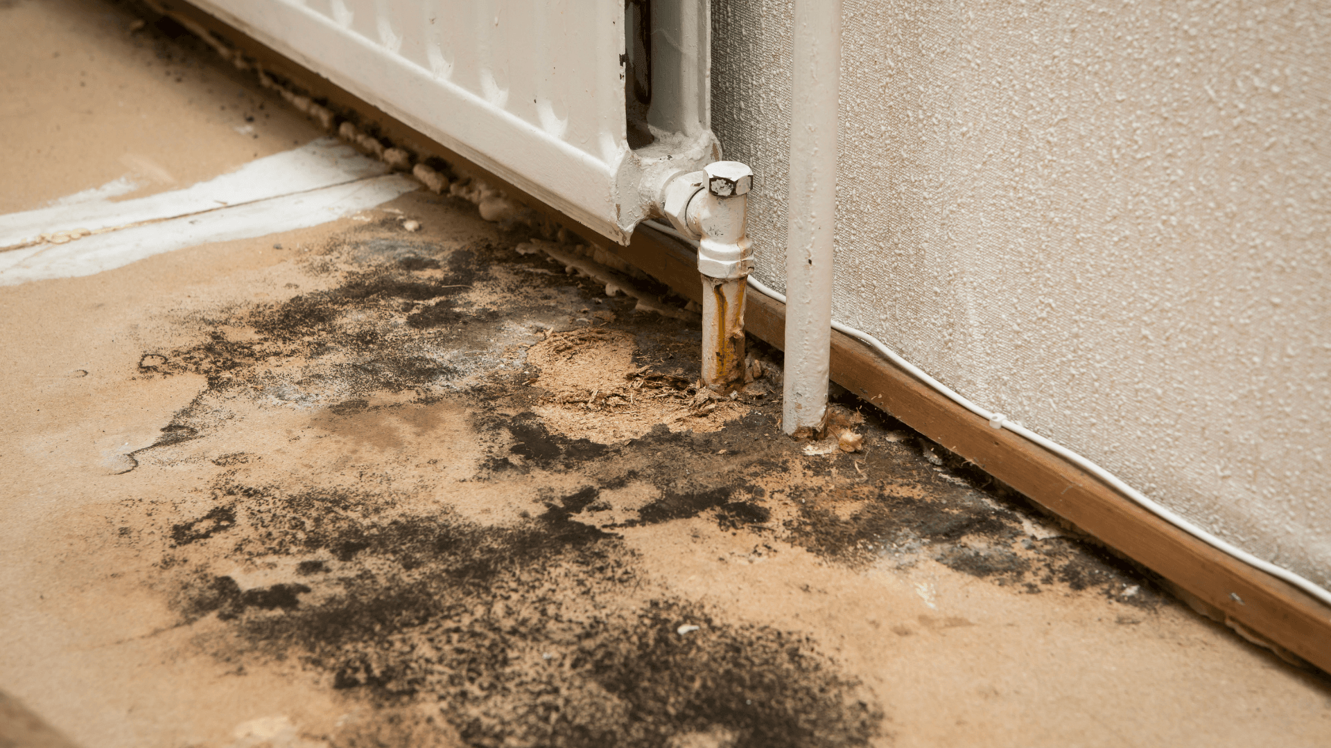 Mold growth along a water-damaged wall